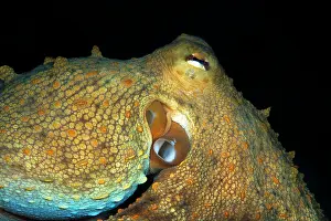 Archipelago: Detail of octopus (Octopus vulgaris). Marine inv