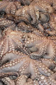 Venetian: Octopus for sale - Fish Market, Venice, Italy Octopus