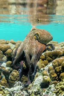 Tentacles: Octopus - in Shallow Water - Maldives