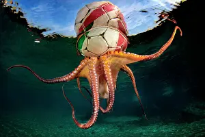 Octopoda: Octopus Training, At the end of a session of free
