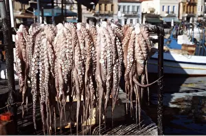 Harbours: OCTOPUSES - Hanging out in the sun