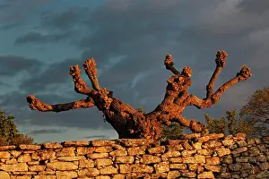 Gordes: Odd shaped tree at sunrise, Gordes, France