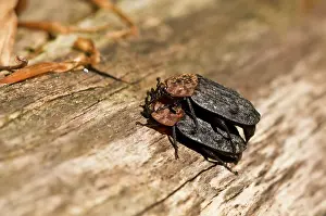 Fredskov: Oeceoptoma thoracica mating. Allindelille Fredskov