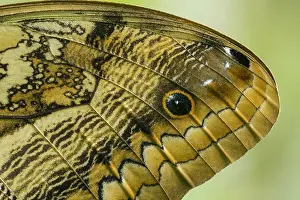 Risaralda: Oedipus Owl butterfly (Caligo oedipus) Tatama National