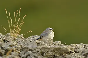 Oenanthe: Oenanthe oenanthe Oenanthe (Turdidae)