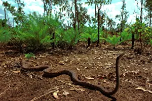 Arnhemland: Oenpelli Rock Python - Arnhemland