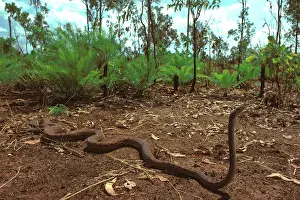 Arnhemland: Oenpelli rock python (Morelia oenpelliensis)