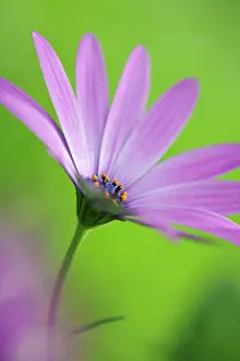 Aloof: Oesteopermum Giles Gilby. Single flower on narrow stem