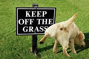 Peeing: Keep off the grass warning sign with a dog peeing on it
