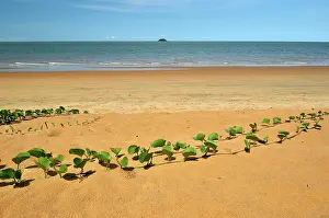 Convolvulus: off on the horizon islet The Malingre