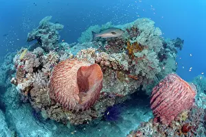 Snapper: Offshore coral block with Barrel sponge (Xestospongia
