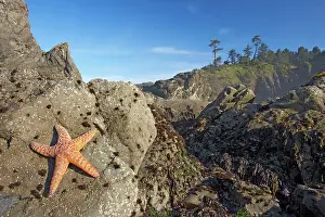 Ochraceus: Offsore Sea Stacks and Tidepools with Ochre Sea