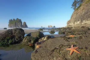 Ochraceus: Offsore Sea Stacks and Tidepools with Ochre Sea Stars