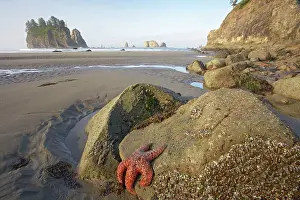 Ochraceus: Offsore Sea Stacks and Tidepools with Ochre Sea Stars
