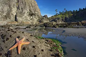 Ochraceus: Offsore Sea Stacks and Tidepools with Purple /