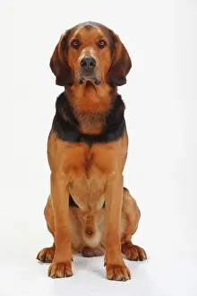 Bloodhound: Ogar Polski, male, Polish Bracke, sitting