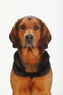Bloodhound: Ogar Polski, Polish Bracke, animal portrait