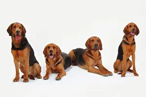 Bloodhound: Ogar Polskis, Polish Bracken, four dogs, lying and