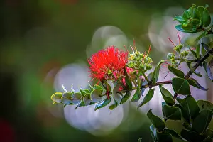 Hawaii: Ohia, Lehua, Flower, Hawaii