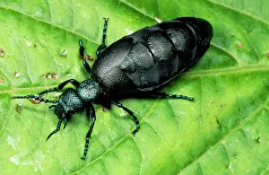 Meloe: Oil Beetle