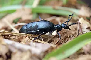 Meloe: Oil Beetle Cornwall, UK (Meloe proscarabaeus)