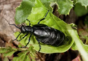 Coleopteran: Oil Beetle - female in Spring on chalk downland