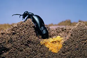 Meloe: Oil Beetle - laying eggs