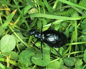 Violaceus: Oil Beetle (Meloe violaceus)