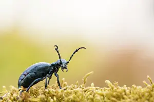Meloe: Oil beetle on a mossy branch in spring