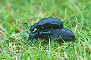 Meloe: Oil Beetles