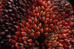 Guineensis: Oil palm