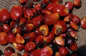 Guineensis: Oil palm