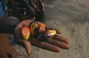 Guineensis: Oil palm