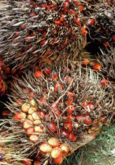 Bunches: Oil Palm - fruit bunches