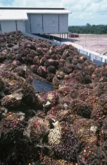 Factory: Oil palm fruit at processing plant