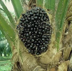 Guineensis: Oil palm with mature fruit before harvesting