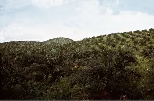 Palms: OIL PALM PLANTATION