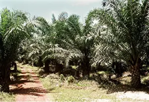 Tracks: OIL PALM PLANTATION
