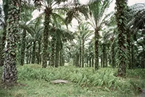 Palms: OIL PALM PLANTATION & FERNS. Palm oil is being used