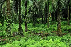 Gunung: Oil Palm plantation - beside Gunung Leuser National Park