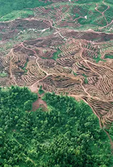Remnant: Oil palm plantations & remnant rainforest. Oil