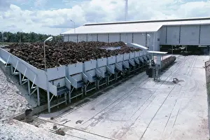Factory: Oil palm processing factory