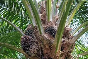 Palm: Oil palm tree