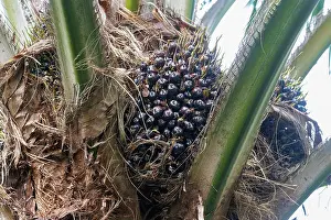 Palm: Oil palm tree
