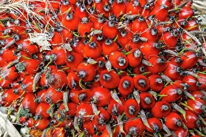 Sabah: Oil palm tree