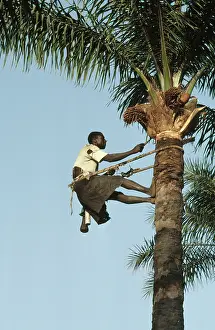 Tapping: Oil Palm Tree - Native of Gambia tapping Palm Oil