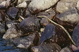 Cleanup: Oil On Rocks 3 Weeks After Spill