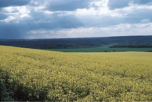 Ardea London: OIL-SEED RAPE
