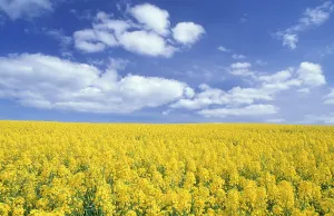 Anthony Harrison: Oil-Seed RAPE field