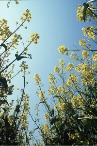 Level: OIL-SEED RAPE - from very low angle